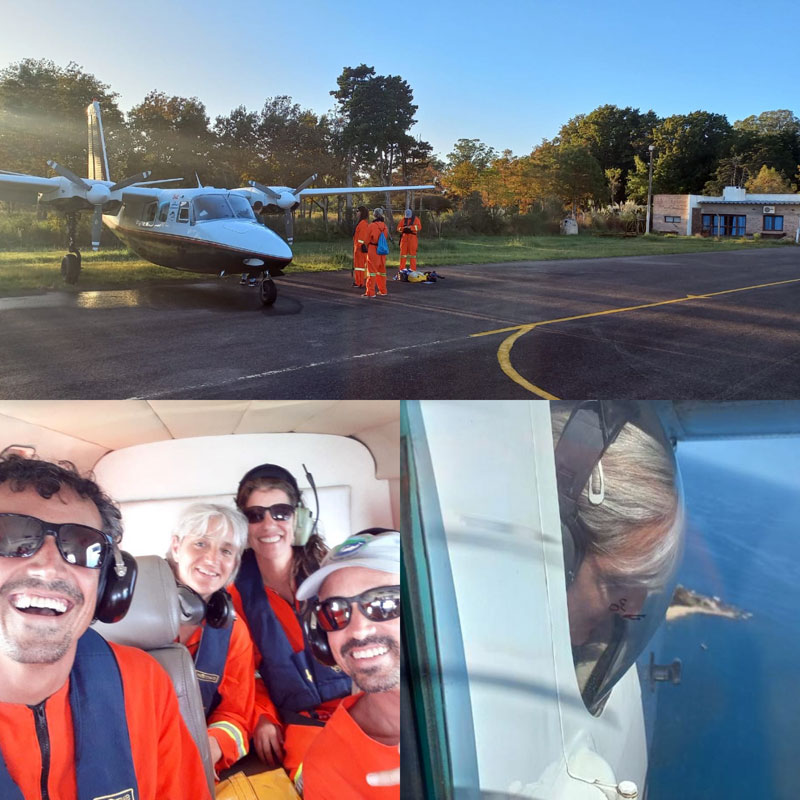 Flugzählung Franciscana La Plata Delfin Toninha Uruguay