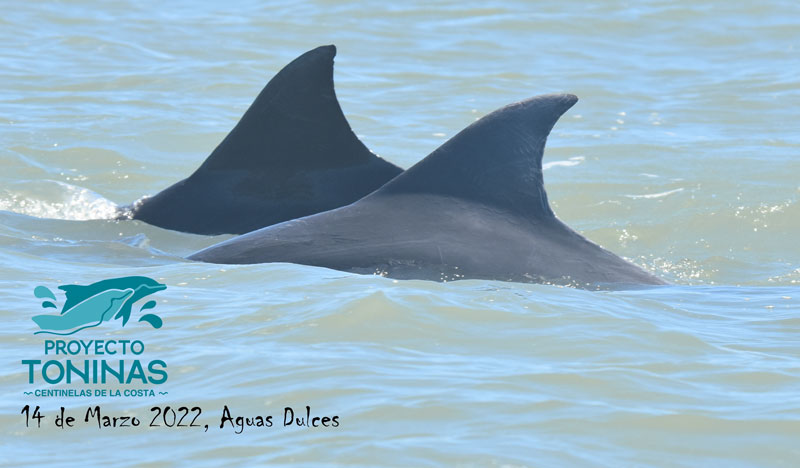 Tursiops gephyreus Uruguay Lahille Tümmler