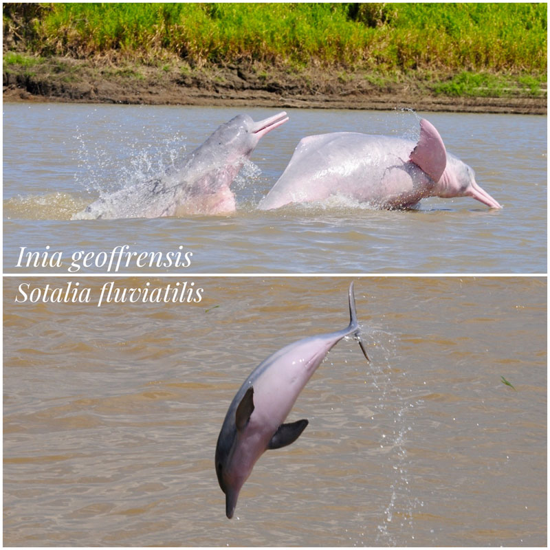 Amazonas Flussdelfine Inia geoffrensis Tucuxi Sotalia fluviatilis Delfine Amazonas Brasilien Lago Tefé