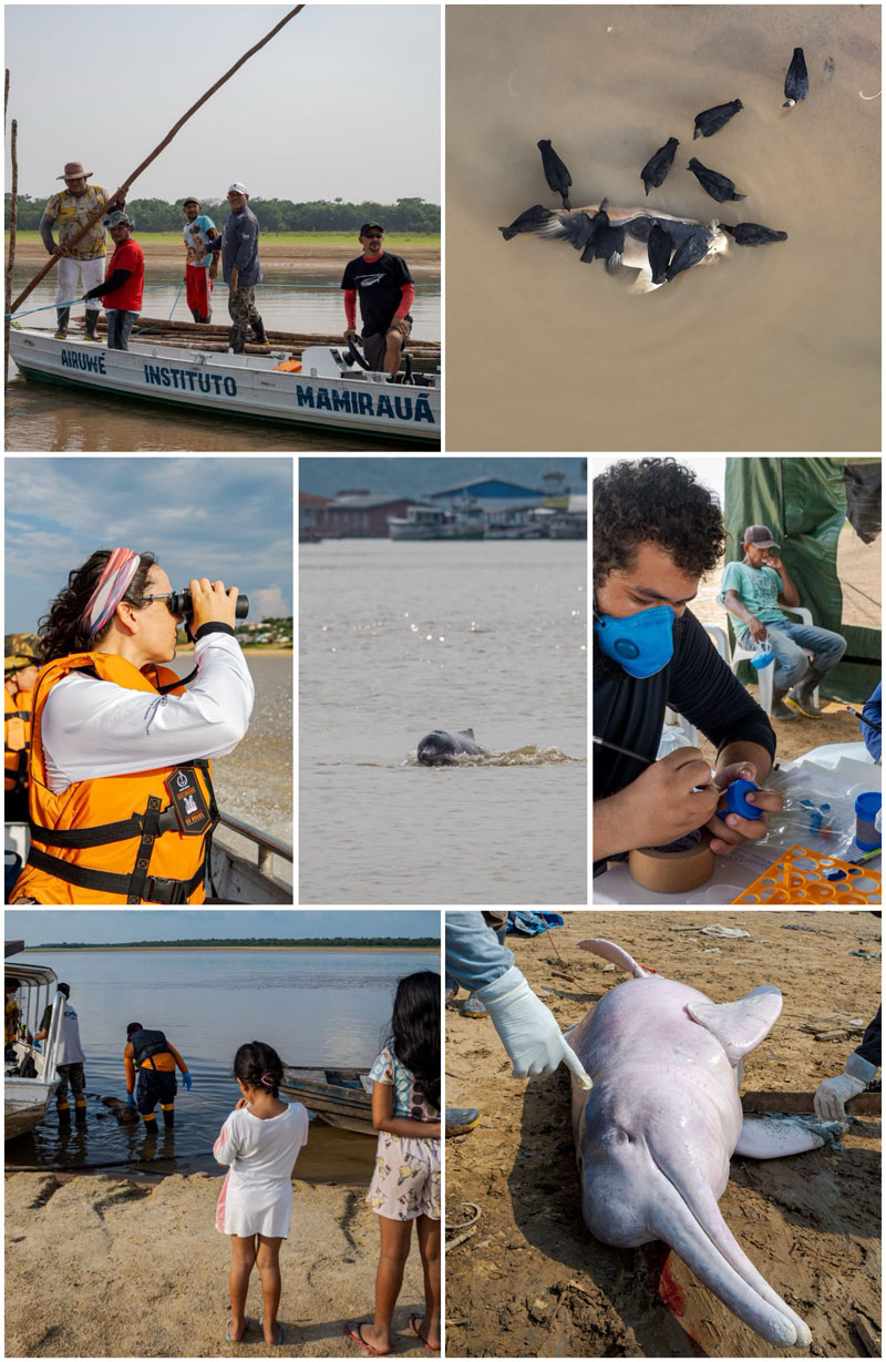 Rettungsaktion Flussdelfine Lago Tefé Brasilien Amazonas Delfin Inia geoffrensis Tucuxi Sotalia fluviatilis