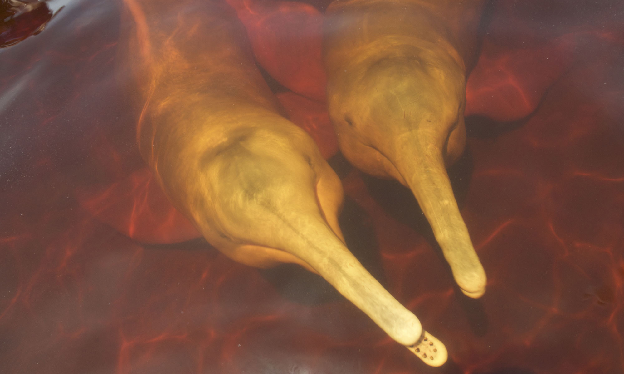 River Dolphin, Amazon Dolphin, Dolphin Conservation, Dolphins