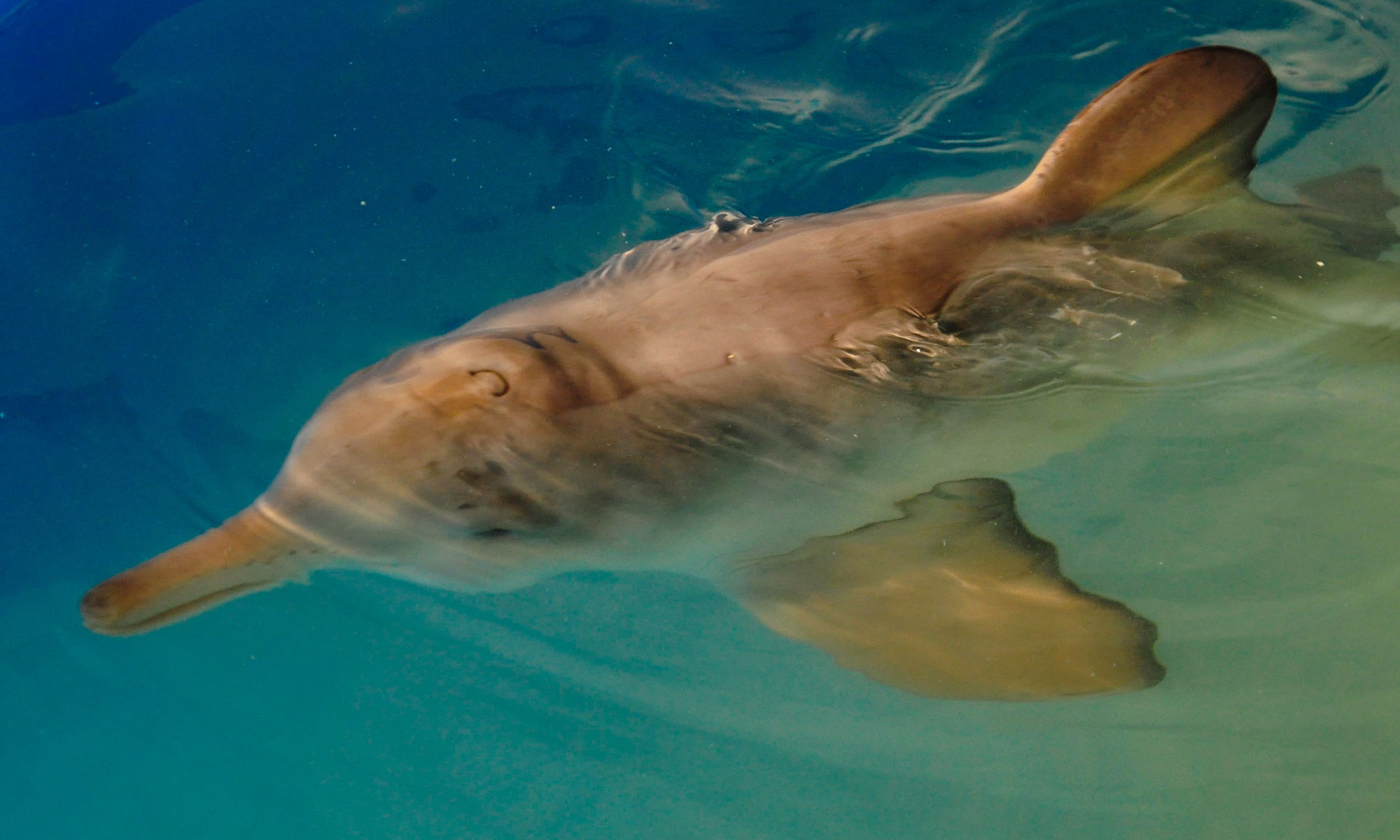La Plata Dolphin, Franciscana, Pontoporia blainvillei, Toninha