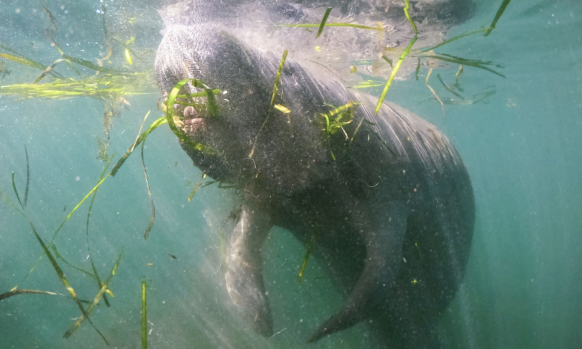 Projeto Manatis – Peixes-boi Manati Venezuela