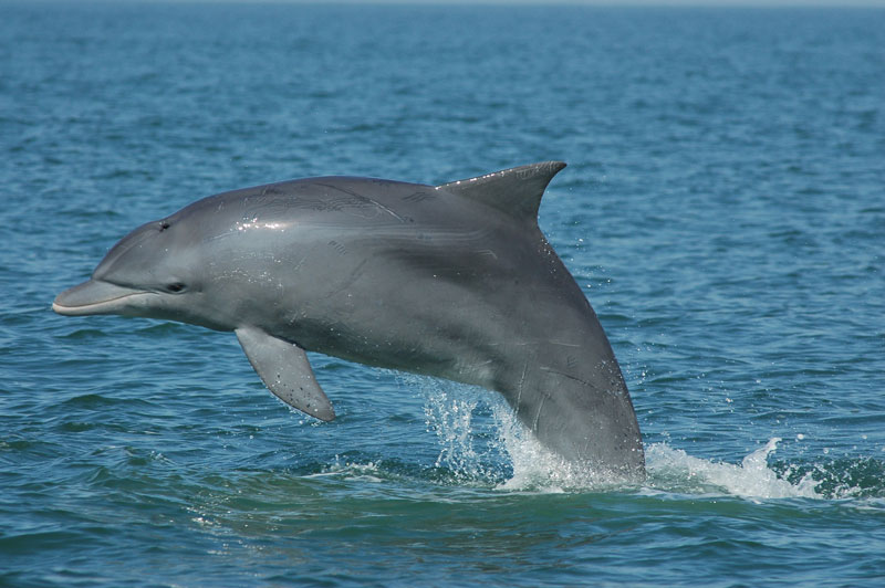 Großer Tümmler Tursiops gephyreus brasilien brazil brasil klimawandel