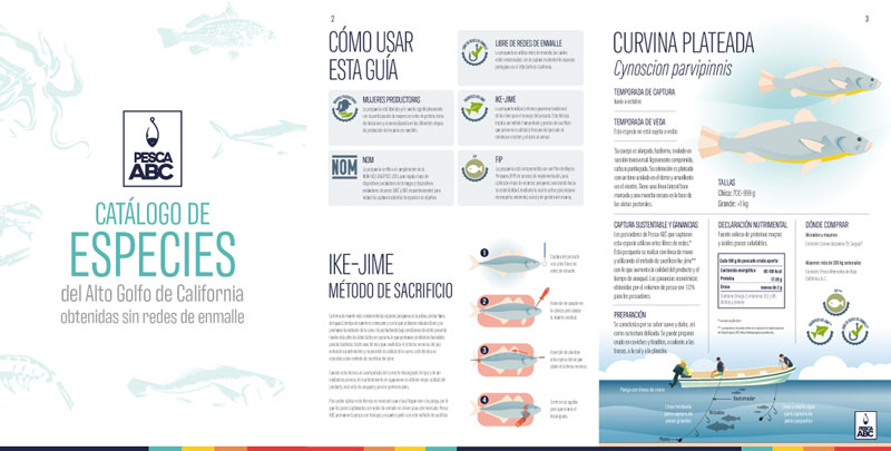 fischführer pesca abc golf von kalifornien vaquita
