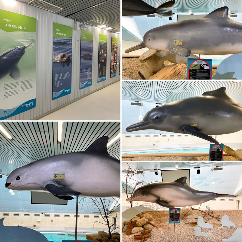 artenschutz woche tiergarten nürnberg artenschutzwoche vaquita franciscana toninha la plata delfin sotalia tursiops gephyreus ausstellung