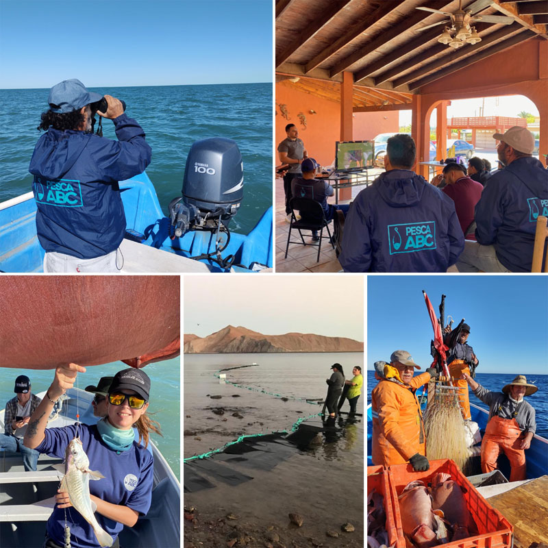 pesca abc vaquita fischerei rettung