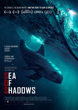 sea of shadows vaquita vaquitas 
