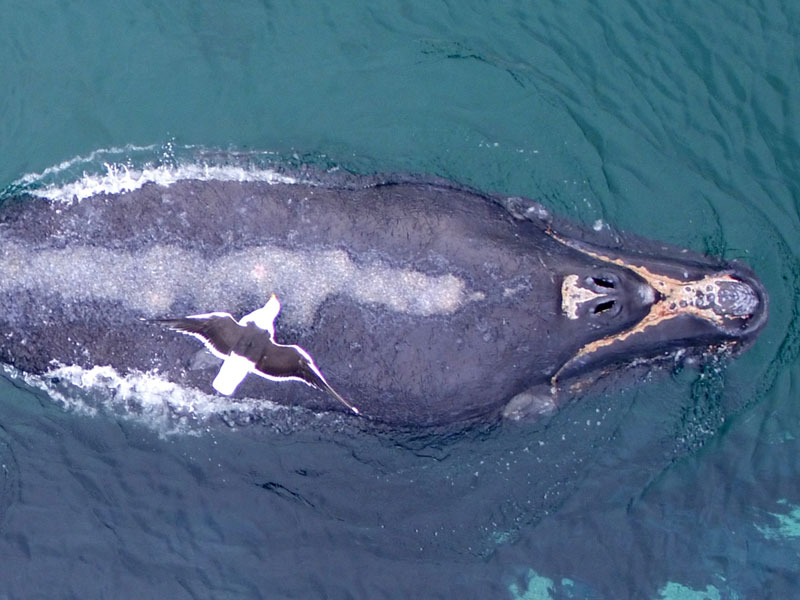 südlicher glattwal möwe Eubalaena australis