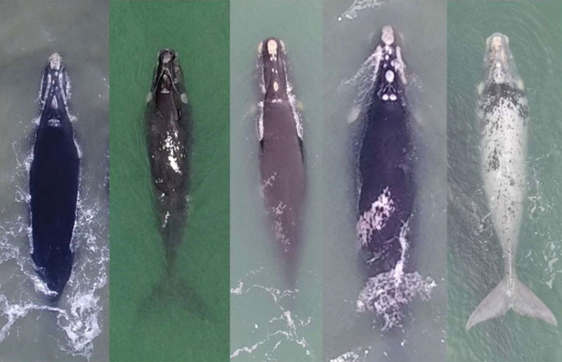 farol das baleias baleia whale right whales glattwale