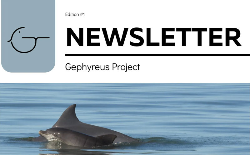 projeto gephyreus project tursiops gephyreus Lahille's dolphin dolphins golfinhos newsletter delfine