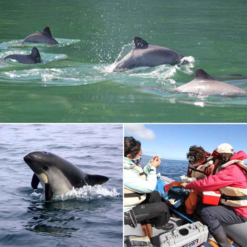 Habitat Anthropization Shapes the Skin Bacteriome of Dolphins: A Red Flag About Health chile
