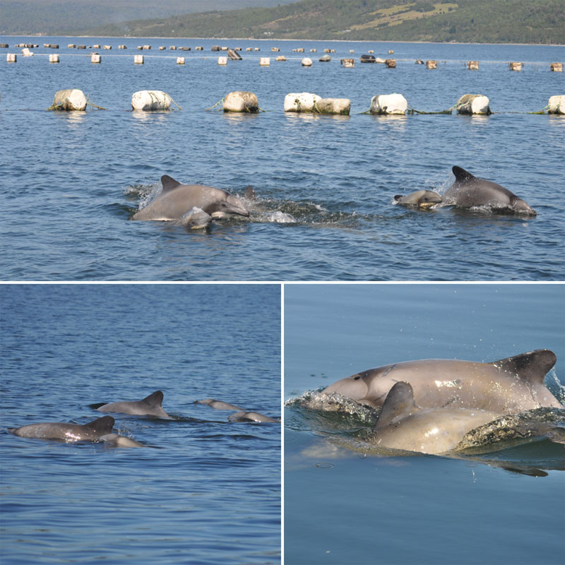 chile dolphins aquaculture salmon farm chiloe delfines