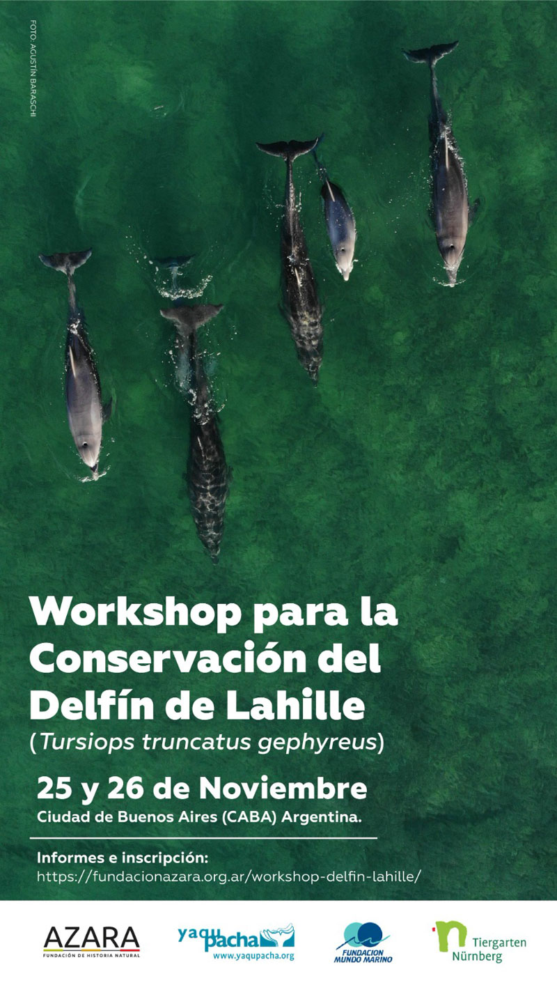 workshop argentinien argentina lahille dolphin delphin tursiops truncatus gephyreus fundacion azara