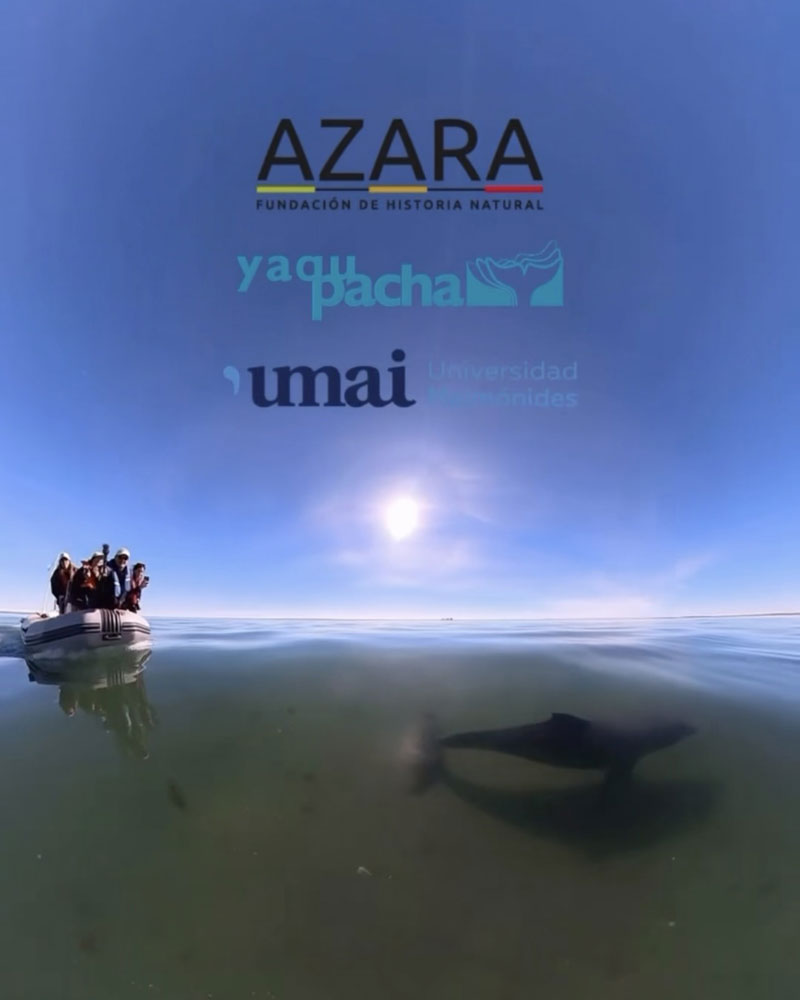 forschungsboot boat research argentinien argentina azara tursiops gephyreus lahille's großer tümmler bottlenose dolphin 