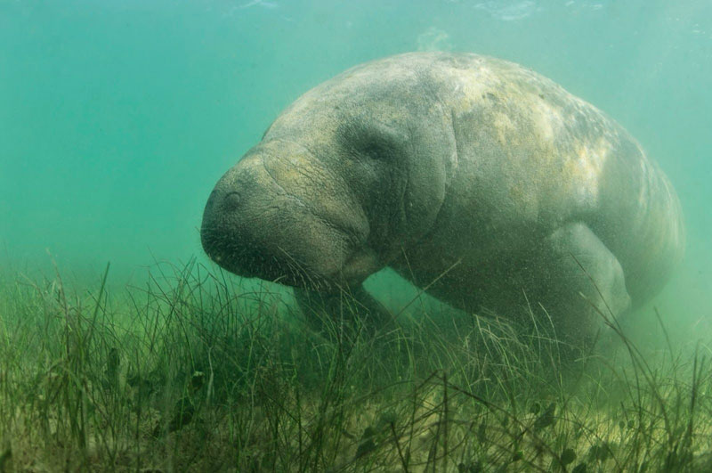 manati manatis manatee manatees peixe boi seekuh