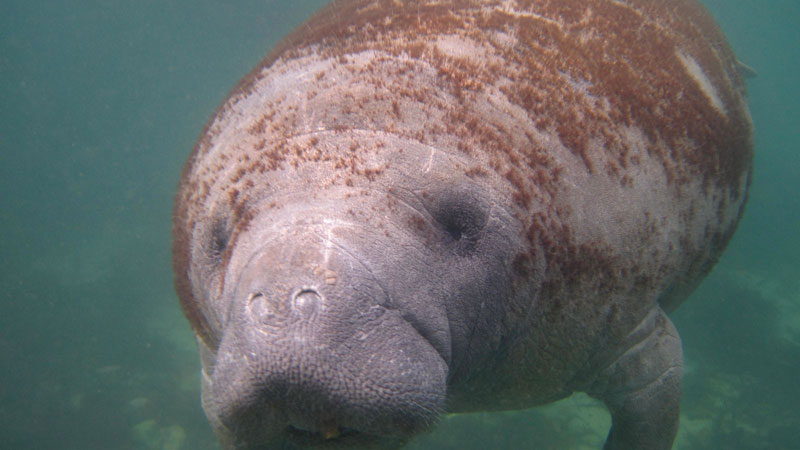 manatee underwater manatees peixe boi brasil brazil diet