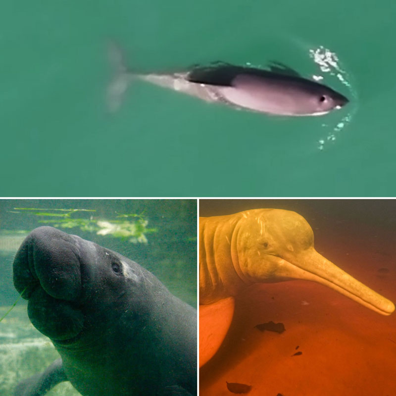 vaquita manati inia wissenschaftliche zusammenarbeit